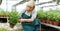 Mature female gardener in apron cutting gardenia plants in hothouse