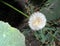 Mature fluffy dandelion