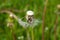 Mature fluffy white dandelionin grass
