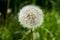 Mature fluffy white dandelionin grass