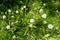 Mature fluffy white dandelionin grass