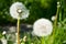 Mature fluffy white dandelionin grass