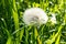 Mature fluffy white dandelionin grass