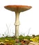 Mature Fly agaric or fly Amanita mushroom