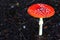 Mature Fly Amanita, poisonous and hallucinogenic mushroom, latin name Amanita Muscaria.