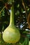 Mature fruit of bottle gourd plant, also called Calabash, latin name Lagenaria Siceraria