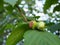 Mature fruits of hazelnut. Hazelnut tree canopy, with young fruit