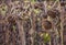 The mature, full, dry sunflower plant with seeds in the head sprouts on the field under the open sky.