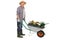 Mature gardener pushing a wheelbarrow