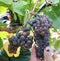 Mature grape for excellent pinot noir wine