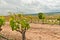 Mature grape vines develping in spring, Spain