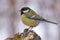 Mature Great tit perched on top of thick old branch in dull gray winter weather conditions