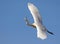 Mature Great White Egret flies with fully stretched wings from above and wierdly stranded neck
