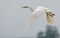 Mature Great White Egret shouts and cries in flight with curved neck and stretched legs