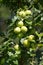 Mature green apples on a branch (Malus domestica)