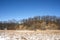 A mature grove of oak trees grows on a old sand dune in winter