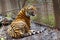 The mature growling Amur tiger lies at the high strong metal rods of a large cage.