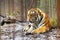 The mature growling Amur tiger lies at the high strong metal rods of a large cage.