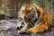 The mature growling Amur tiger lies at the high strong metal rods of a large cage.