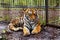 The mature growling Amur tiger lies at the high strong metal rods of a large cage.