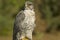 Mature Gyrfalcon (falco rusticolus)