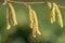 Mature Hazel crylus avellana catkins