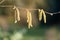 Mature Hazel crylus avellana catkins