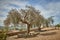 Mature holm oak trees over cobbled field and cloudy bluish background in sunny day