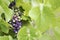 Mature and immature grapes of red wine behind blurred leaves