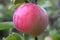 Mature juicy apples hanging on a branch