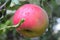 Mature juicy apples hanging on a branch