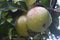 Mature juicy apples hanging on a branch