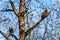 Mature and Juvenile Bald Eagles sitting in a tree watching for spawning salmon in the Stave River