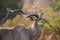 Mature kudu bull with large curled horns eat from thorn tree