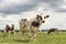 Mature large black and white cow Friesian Holstein, looking thoughtfully suspicious, in front of a group of cows grazing in the