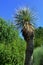 Mature large Yucca tree with green spiky leaves, possibly Yucca carnerosana, also called Giant Spanish Dagger