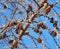 Mature Larix Laricina Tamarack Or Larch Cones