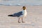Mature Laughing Gull walking on the beach