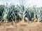 Mature leek plants from close