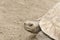 Mature leopard tortoise portrait, Stigmochelys pardalis, in captivity