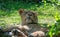 Mature lion taking a repose in a grassy area, situated in close proximity to a woodland