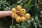 Mature loquat hanging on the tree, green leaves and golden fruits