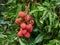 Mature Lychee fruits on tree ready to picking sweet