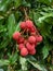 Mature Lychee fruits on tree ready to picking sweet