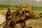 Mature Maize Plant Collection, Chinese Working Village Commune, near Jinan, Shandong, China