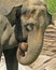 Mature male Asian elephant profile close up head detail