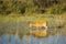 Mature Male Barasingha Eating in Water