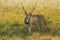 Mature Male Chital Spotted Deer in the Shade