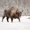 Mature male European bison in deep snow in Orlovskoye Polesie Na