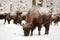 Mature male European bison in deep snow in Orlovskoye Polesie Na